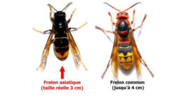 Comment faire si je découvre un nid de frelons asiatiques ?