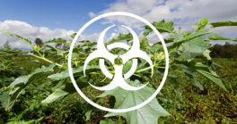 Datura, attention danger. Appel à bénévolat samedi 10 octobre à 14h Espace Beausoleil