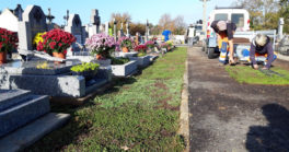 Tapis végétal au cimetière