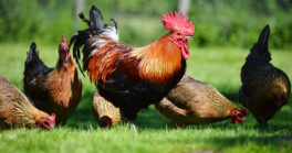 Mesures de sécurité contre la grippe aviaire