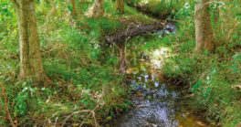 Le ruisseau du Tellé retrouve ses droits