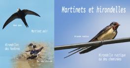 Hirondelles et martinets en danger