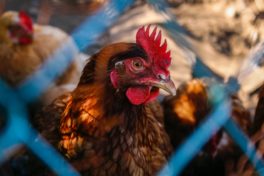 Lutte contre l'influenza aviaire
