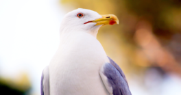 Influenza chez les mouettes rieuses - recommandations