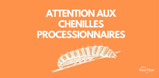 Attention aux chenilles processionnaires
